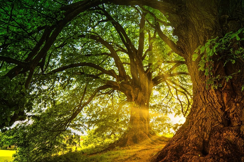 Enchanted Woodland Retreats