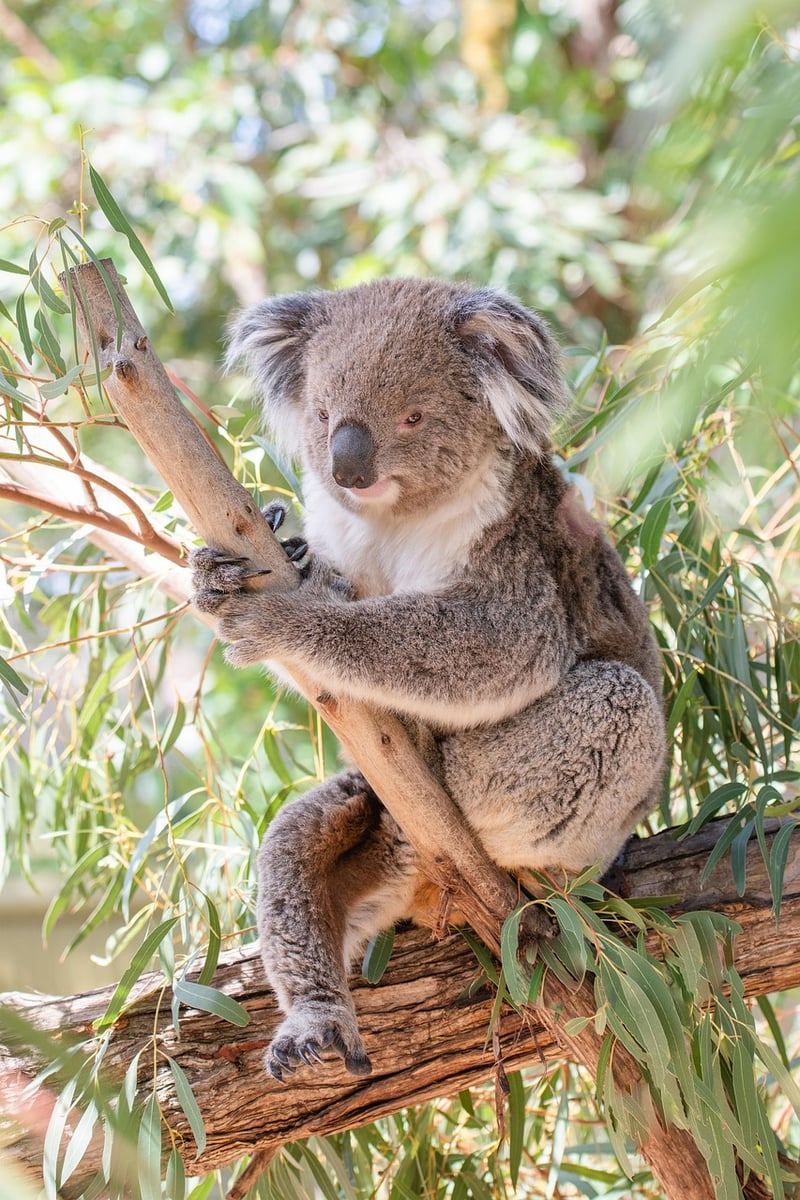 Mystical Arboreal Sanctuaries