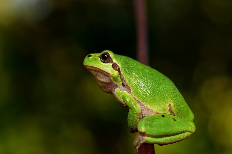 Mystical Reptilian Flora