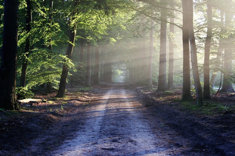 Sunrays in a forest